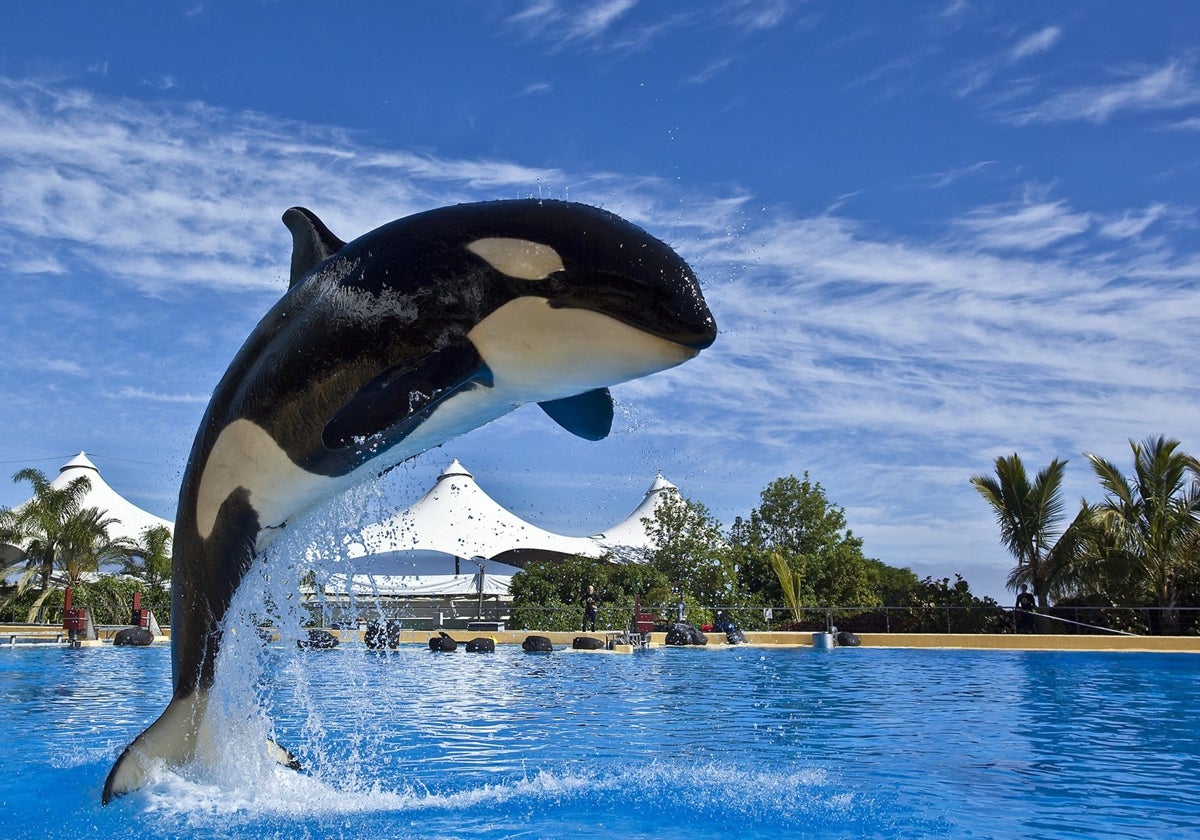 La innovadora herramienta es capaz de clasificar en tiempo real las vocalizaciones de las orcas