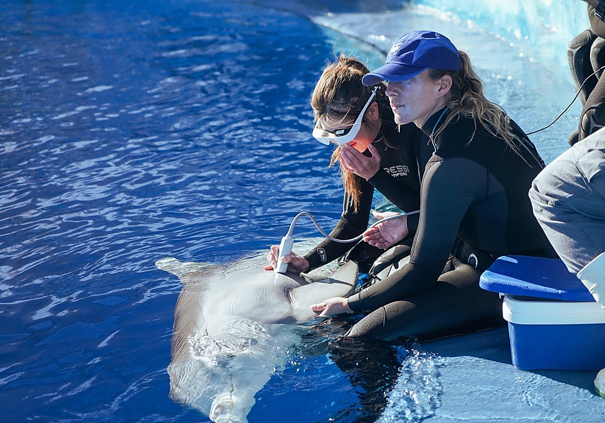 El acuario de Valencia como un ejemplo a seguir en el ámbito de la gestión zoológica