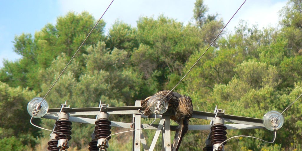 Aves con alta tensión