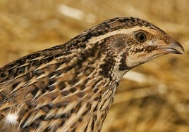 Reclaman la inclusión de la codorniz en el Catálogo  de Especies Amenazadas