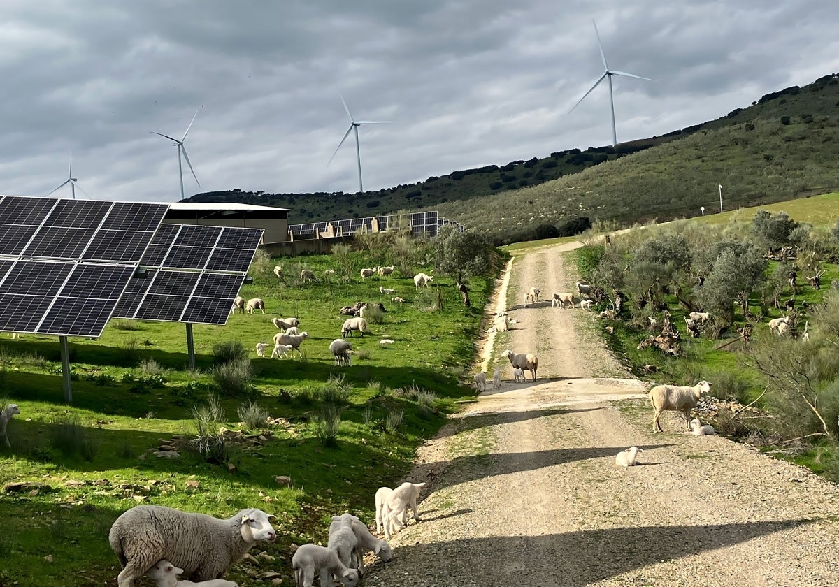 Rebaños de ovejas pastan en la planta fotovoltaica de La Solana en Plasencia