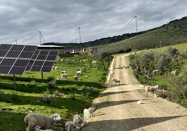 Renovables con raíces: energía limpia que protege la biodiversidad