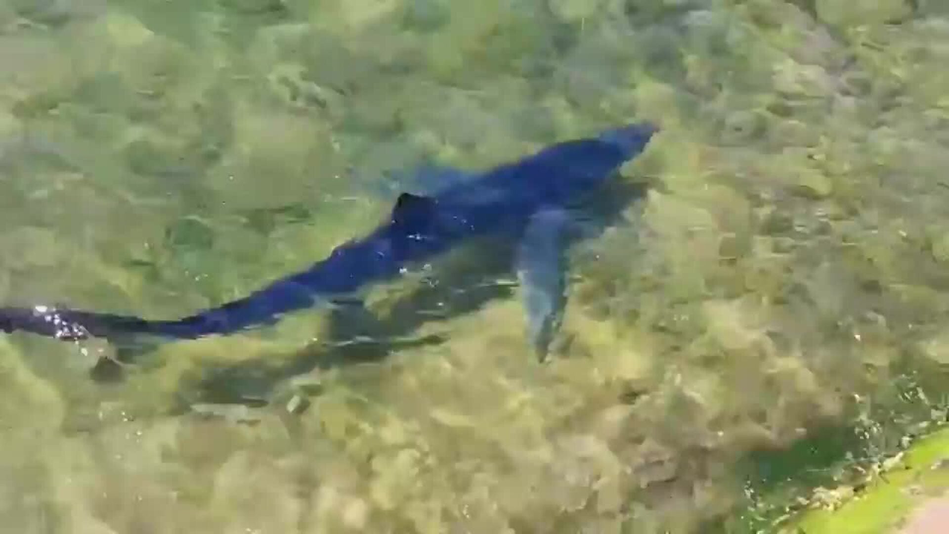 Un tiburón azul de casi dos metros llega hasta el embarcadero de Santoña (Cantabria)