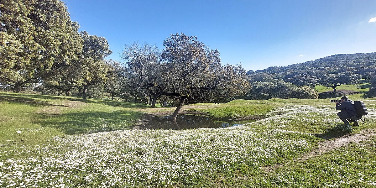 La dehesa no es un bosque natural, sino un sistema agrosilvopastoral fruto de siglos de manejo humano sostenible