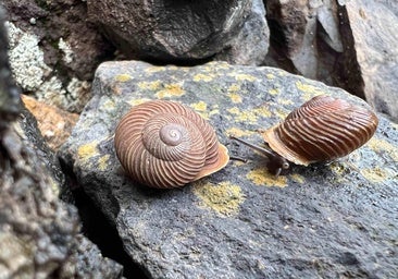 Canarias reduce el número de caracoles endémicos en peligro crítico de extinción