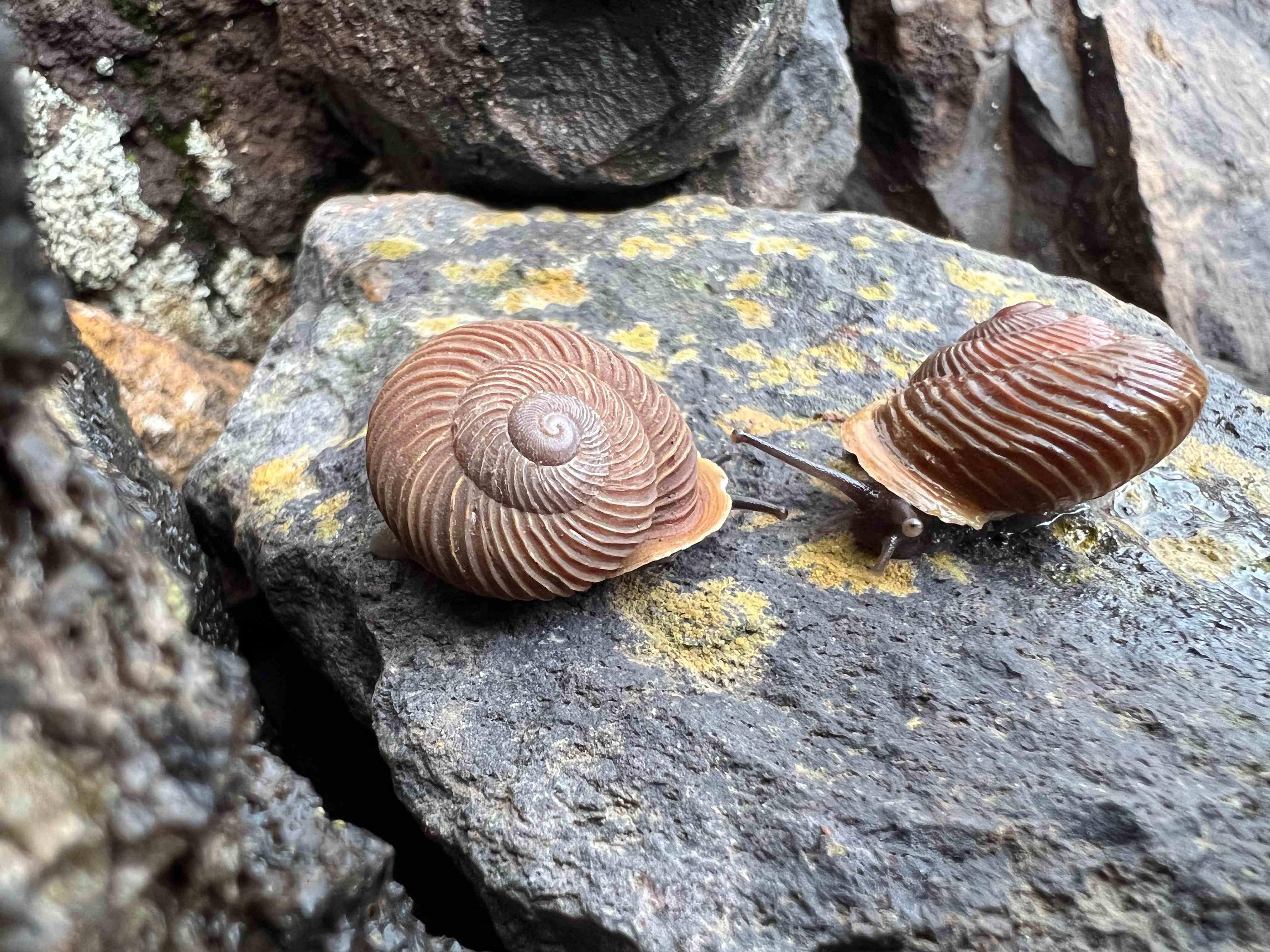 Canarias reduce el número de caracoles endémicos en peligro crítico de extinción