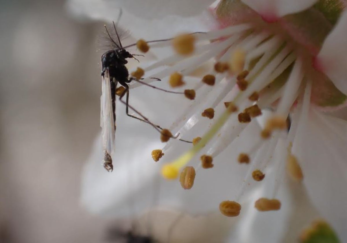 Macho de Chironomidae, utilizado como modelo en el estudio