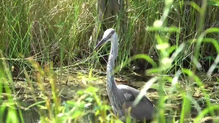 Everglades, de oasis de naturaleza a desafío del centro migratorio 'Alligator Alcatraz'