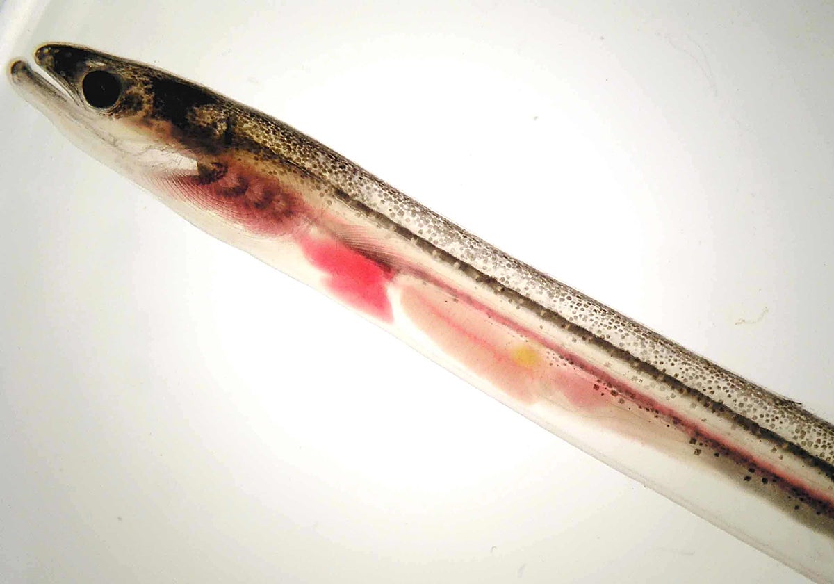 Angula, forma juvenil de la anguila europea  capturada durante el seguimiento científico de la especie en el río Oria