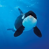 Científicos canarios describen en detalle la regulación del sistema hormonal de las orcas