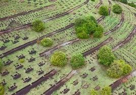 Etiopía, ejemplo africano frente a la emergencia climática