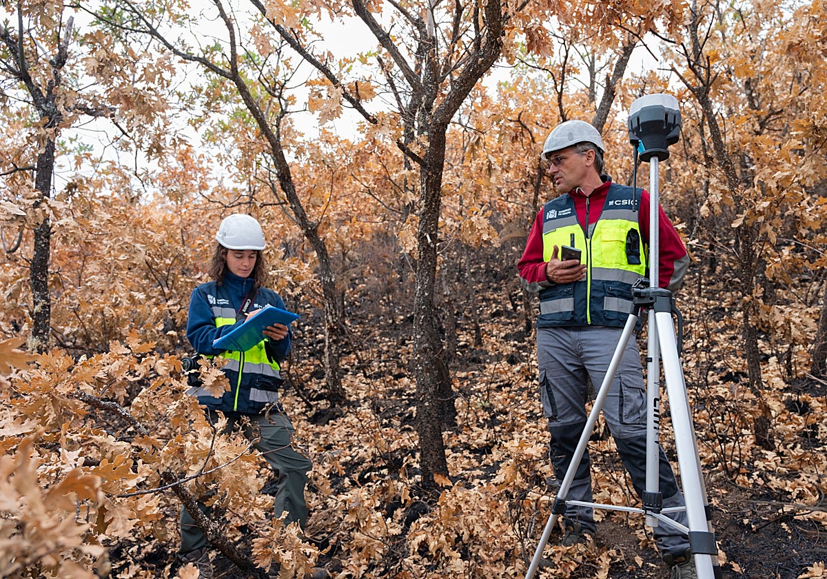 Más de una veintena de profesionales trabajan sobre el terreno