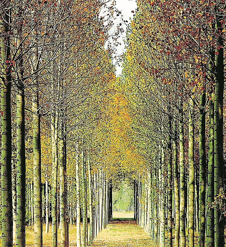 Ence es líder en producción sostenible de celulosa