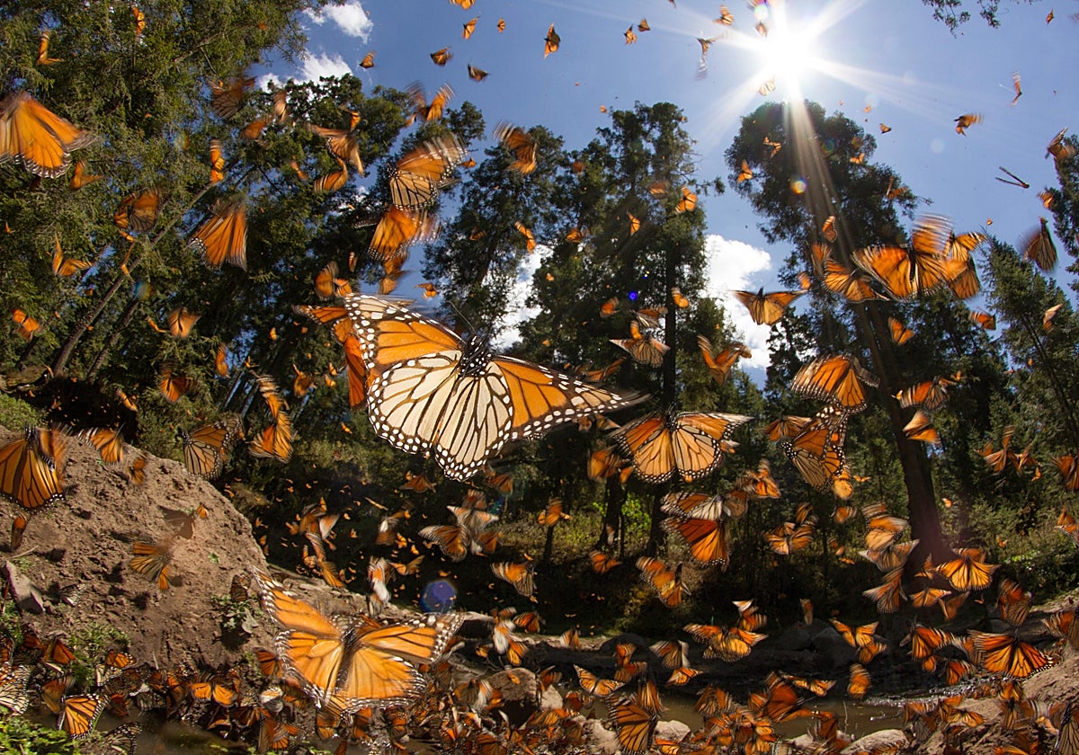 Las mariposas monarca llegan al corazón de México entre finales de octubre y primeros de noviembre