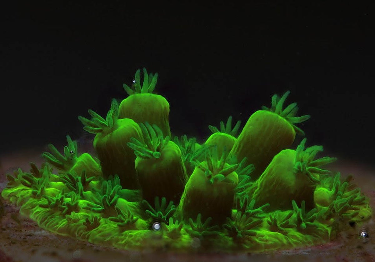 La colonia Acropora muricata crece en los laboratorios de Coral Spawning International tras el desove  y la fertilización in vitro