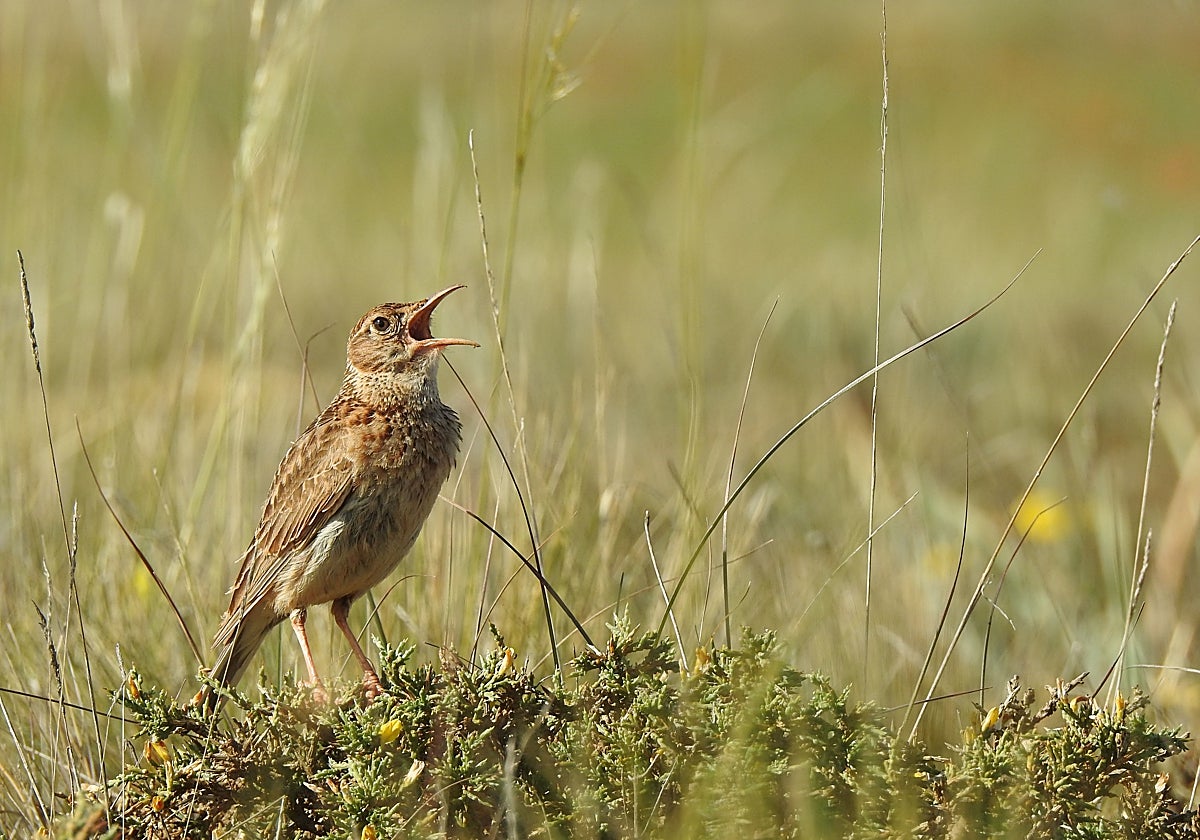La probabilidad de extinción de la población ibérica oscila entre el 84 % y el 90 % en los próximos veinte años.