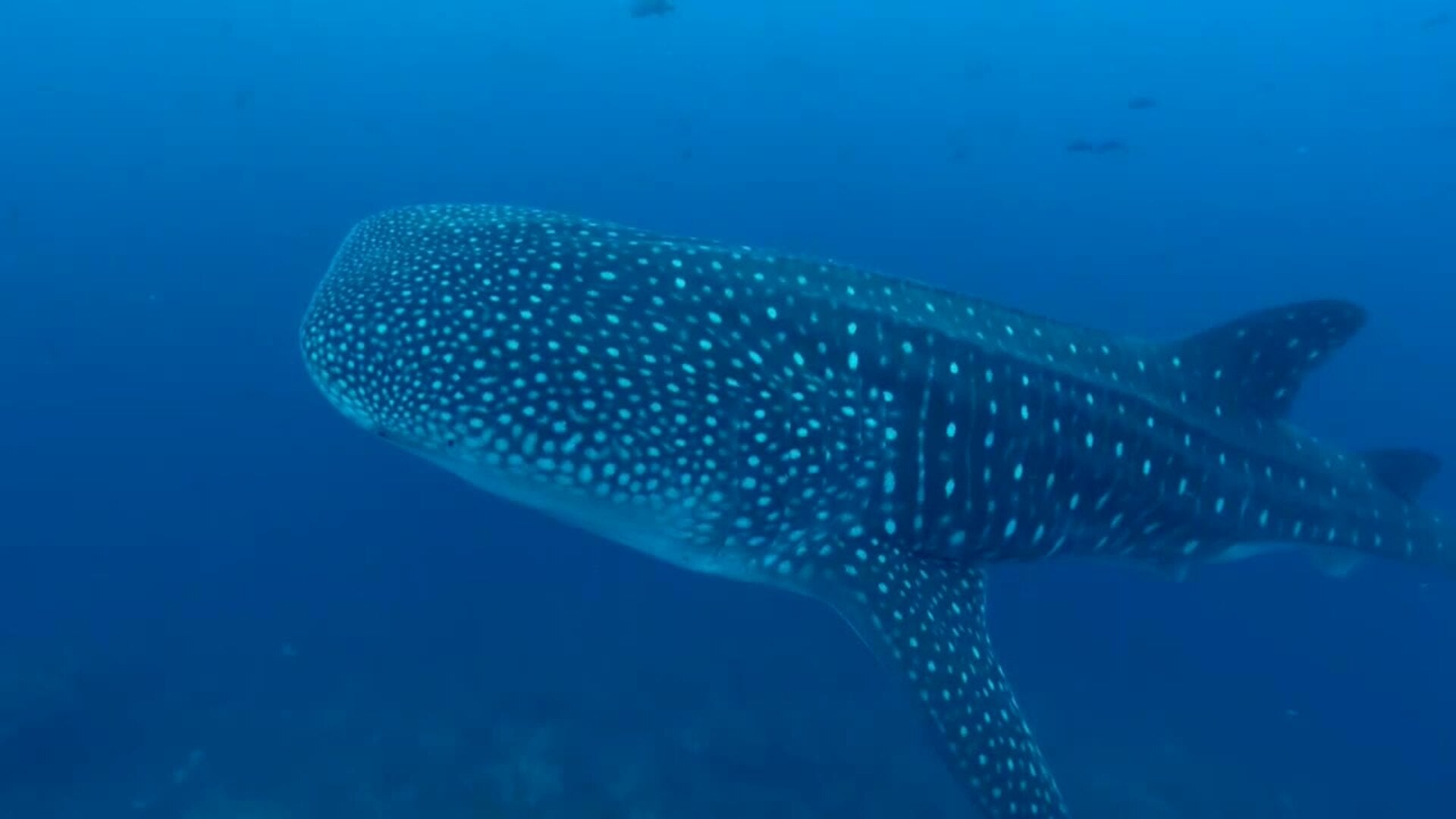 Galápagos, Malpelo y Revillagigedo, entre áreas de mayor cantidad de tiburones del planeta