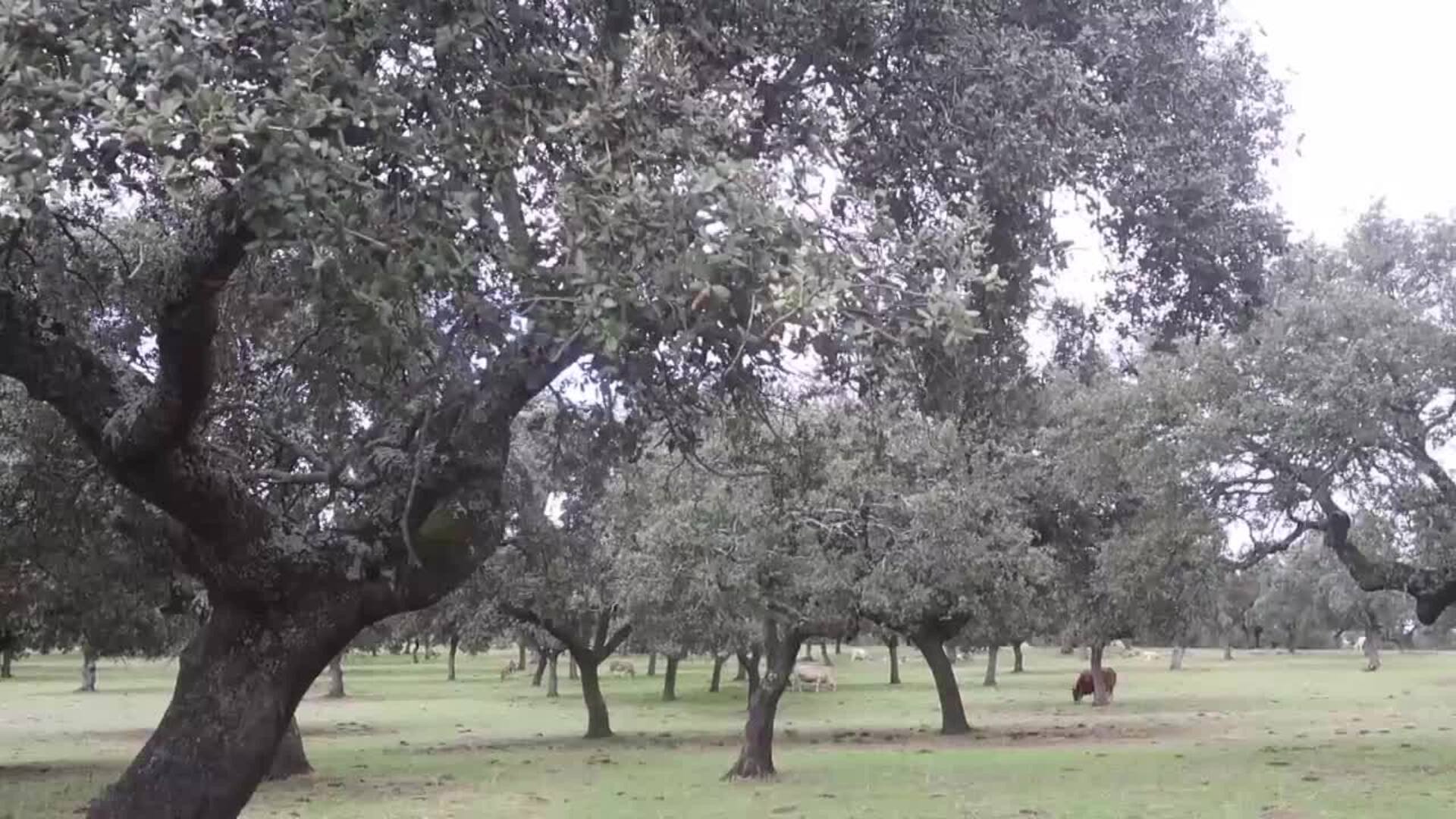 El futuro de la dehesa del Valle de Los Pedroches pasa por la innovación y proyectos biotecnológicos