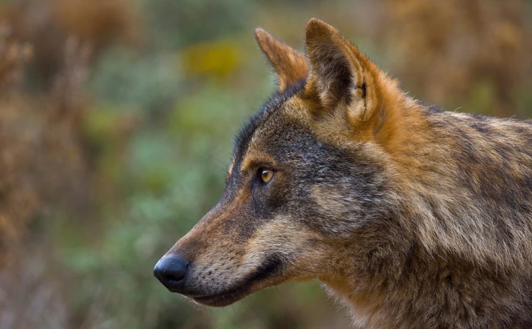 El Gobierno se abre a permitir la muerte selectiva de lobos