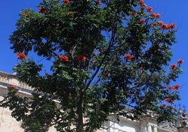 Tulipero de gabón, el árbol único que guarda el campus de la Universidad de Sevilla