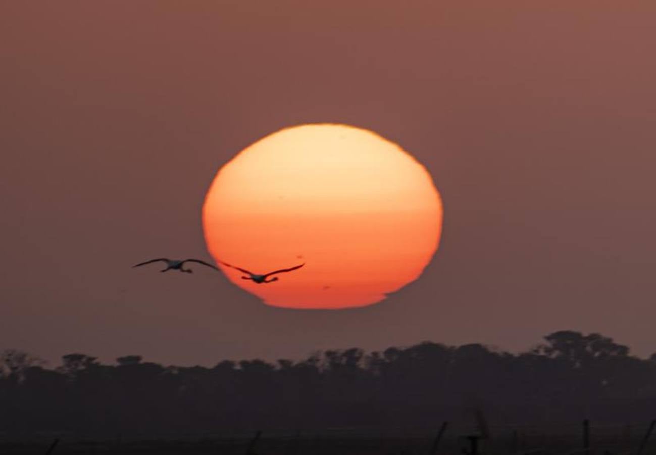 Veta La Palma, pulmón para Doñana