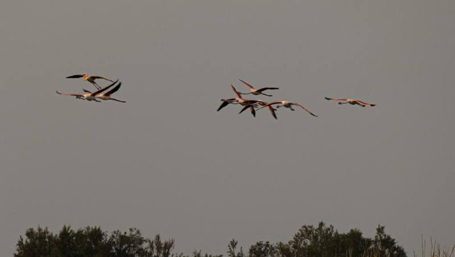 Veta La Palma, pulmón para Doñana