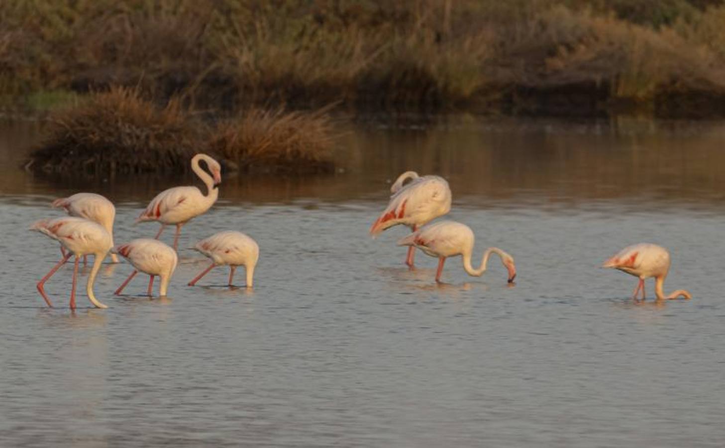 Veta La Palma, pulmón para Doñana