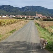 Así afecta la primavera a tu mascota: cuidados y peligros con el cambio de estación