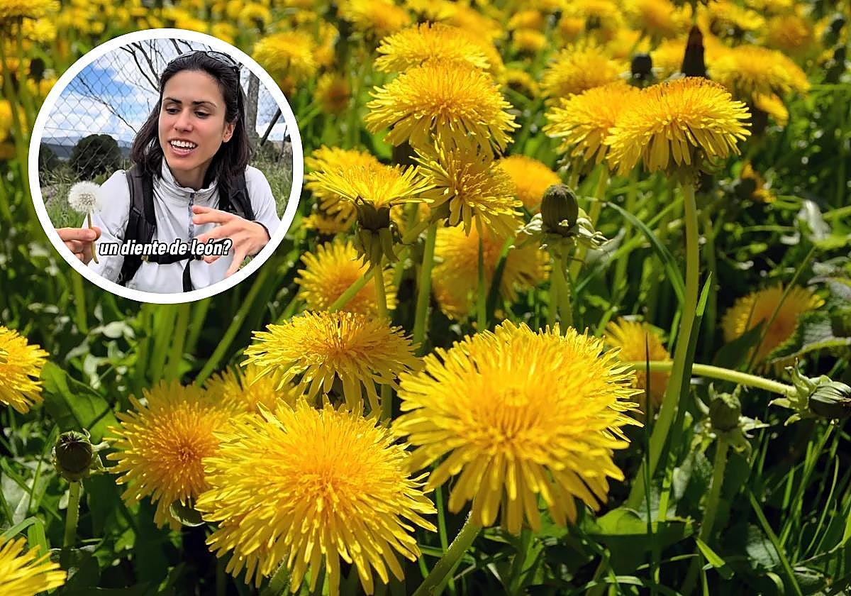 Soplar un diente de león: un gesto inocente que esconde un fenómeno natural lleno de ciencia y la supervivencia de las plantas