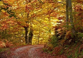 La ruta de Cáceres entre castaños milenarios ideal para hacer este verano: dónde está y cómo llegar