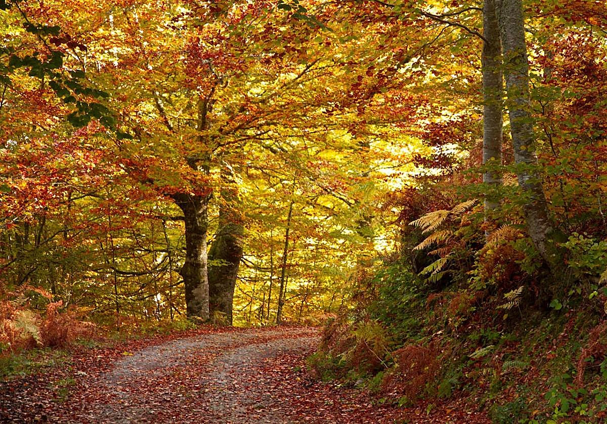 La ruta entre castaños milenarios ideal para hacer este verano: dónde está y cómo llegar
