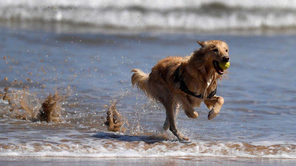 Una veterinaria advierte sobre los peligros de la ola de calor y la playa para los perros en verano: «Puede provocar problemas digestivos y malestar»