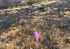 La vida se abre paso en Porto