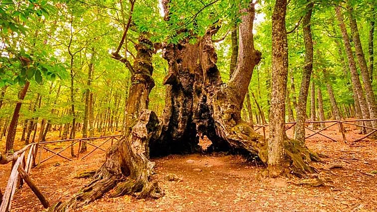El Castañar de El Tiemblo