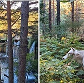 La ruta de senderismo a una hora de Madrid perfecta para el otoño: en plena sierra, con una cascada de agua y de poca dificultad