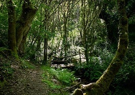 El rincón desconocido de Galicia ideal para hacer senderismo este otoño entre hayedos y cascadas