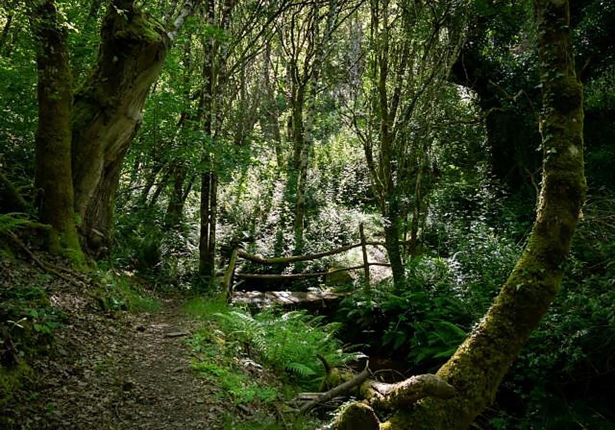 El rincón desconocido de Galicia ideal para hacer senderismo este otoño entre hayedos y cascadas
