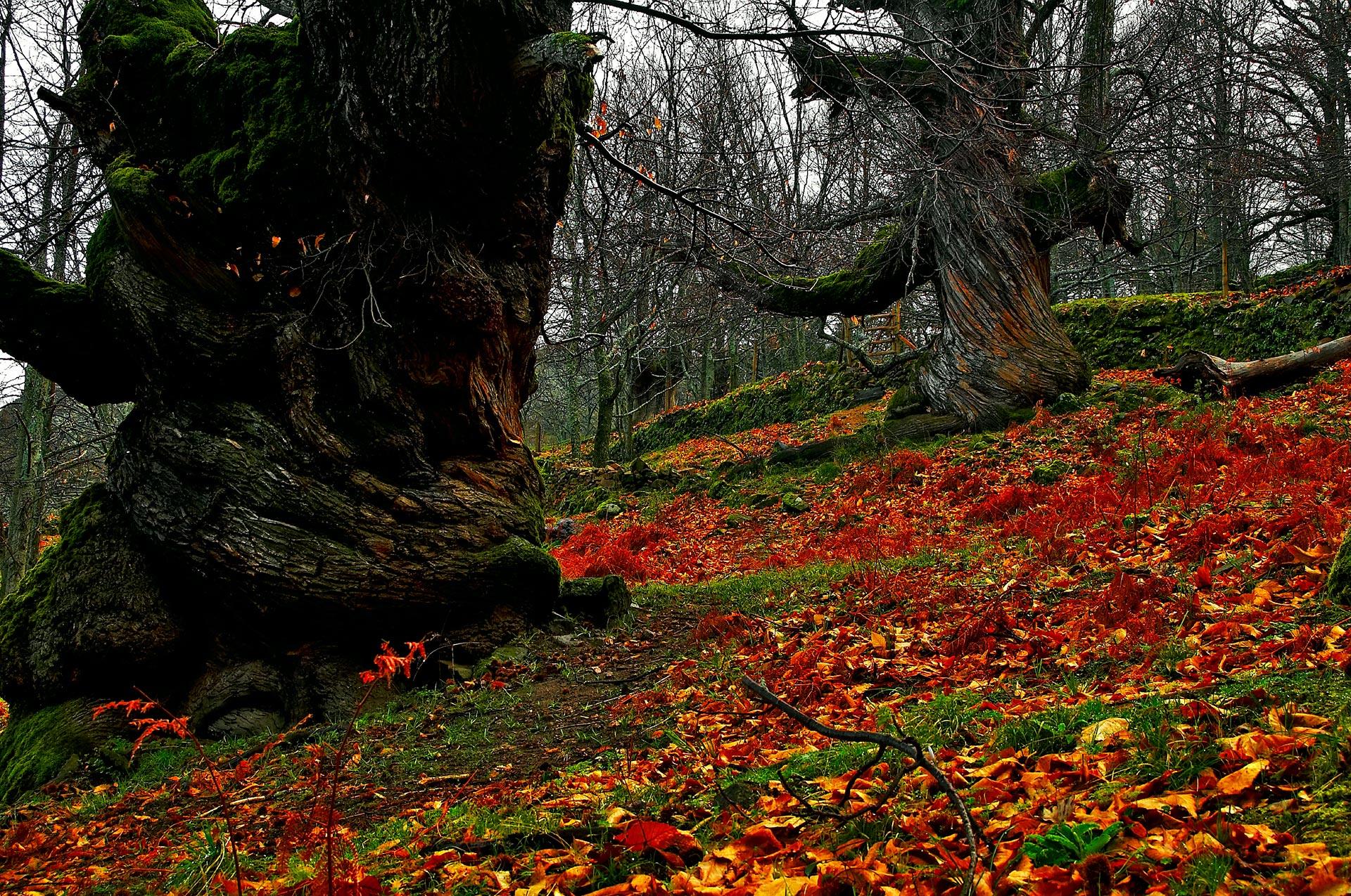 El pueblo de Extremadura que tiene uno de los castañares más desconocidos de España: perfecto para una escapada en otoño