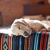 Un adiestrador y experto en conducta canina: «El gran error es humanizar al perro»