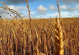 Sebastián La Rosa, médico especialista en longevidad: «Muchas personas son intolerantes al gluten porque el trigo que se cultiva hoy está alterado»