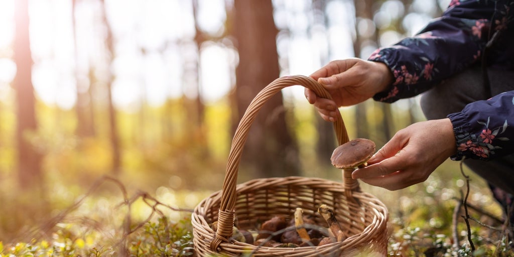 Todo un bosque de posibilidades para la diversificación turística