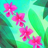 Odisea en la selva colombiana