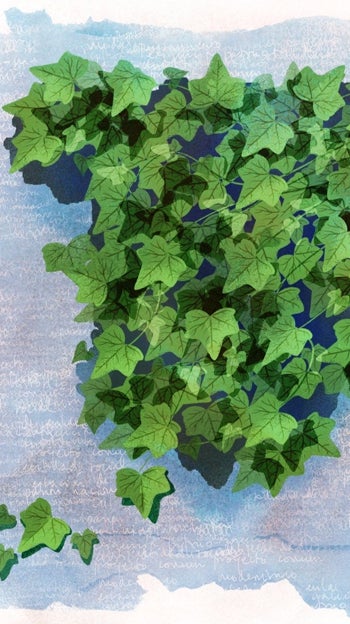 La yedra y la encina