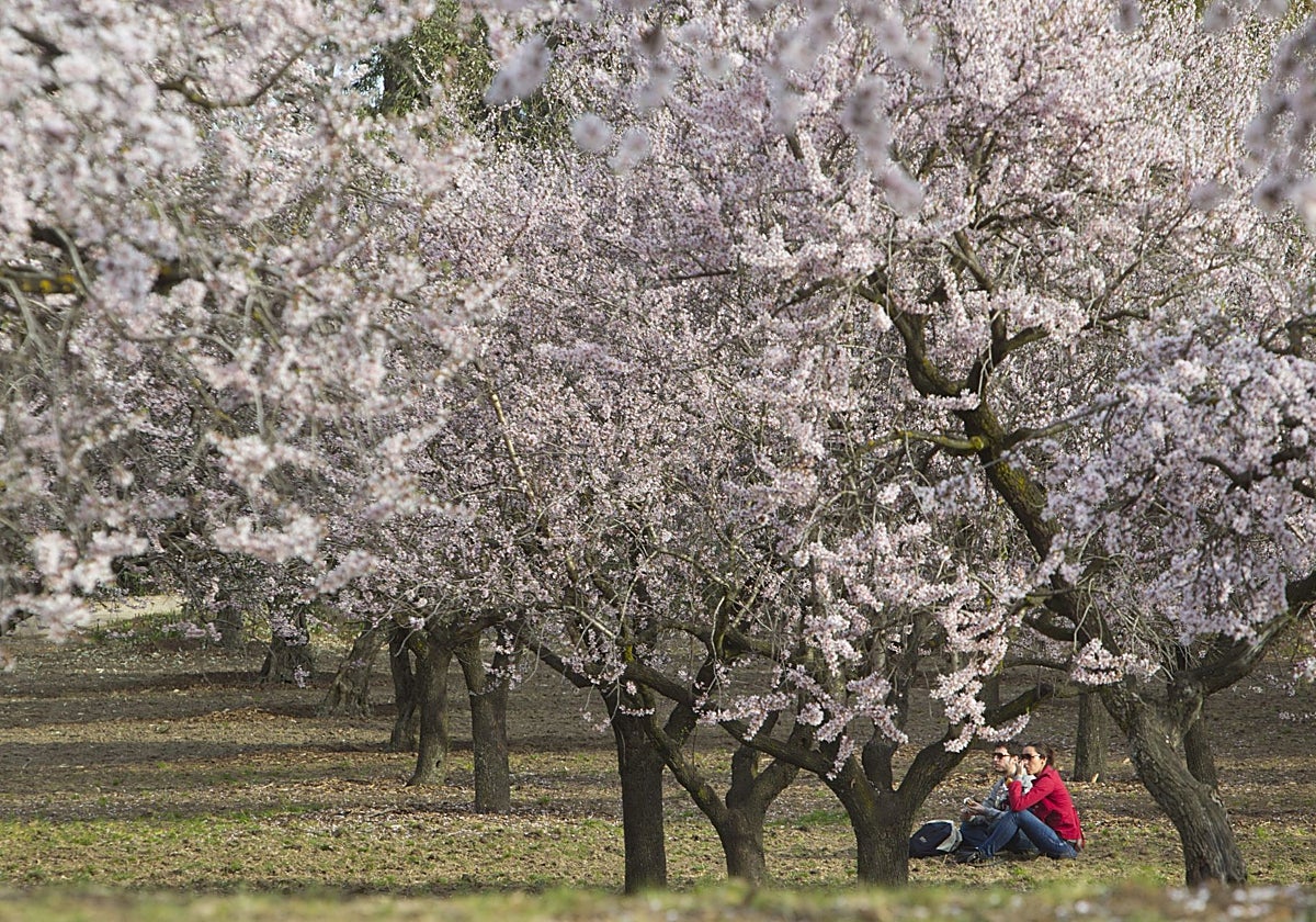 Estos días lucen los almendros en flor en la Quinta de los Molinos, Madrid