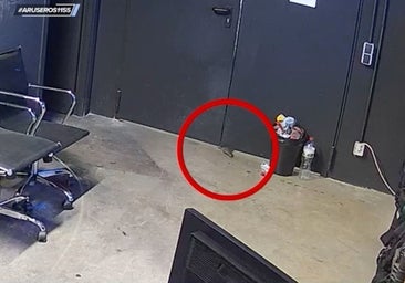 Una rata la lía al colarse en directo en 'Aruser@s': «Es la primera vez que he perdido la compostura»