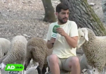 La 'espantá' de un reportero de Canal Sur tras el 'ataque' de una oveja: «¡Que me va a embestir!»