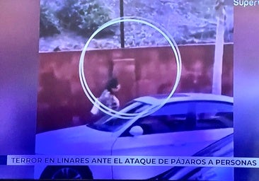 'Los pájaros' de la película de Hitchcock se hacen realidad en Linares