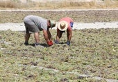 Un jornalero que trabaja en el campo en plena ola de calor dice lo que muchos piensan sobre los políticos: «Me gustaría verles a ellos»