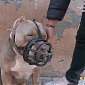 Daddy, el perro desokupa que causa furor en Zaragoza: «Cuando ve un okupa es que se tira»