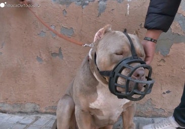 Daddy, el perro desokupa que causa furor en Zaragoza: «Cuando ve un okupa es que se tira»